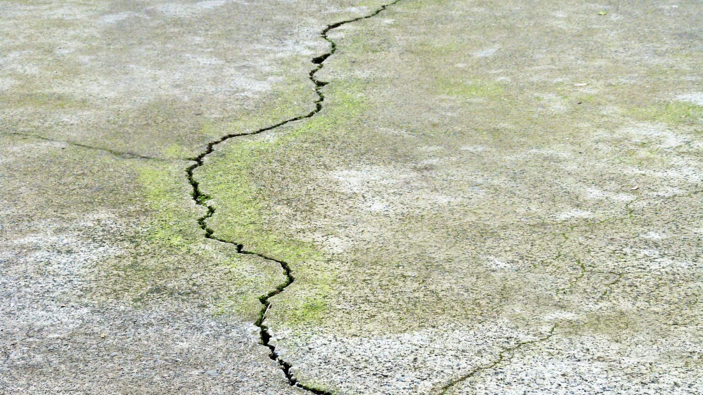 2 algae on concrete driveway