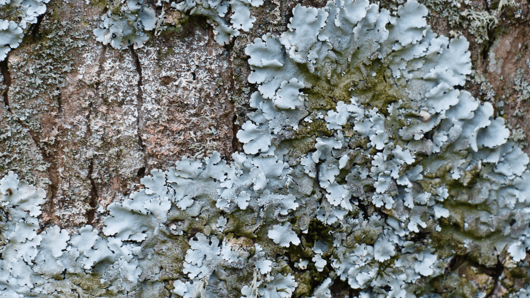 Lichen 4 Lichen 4