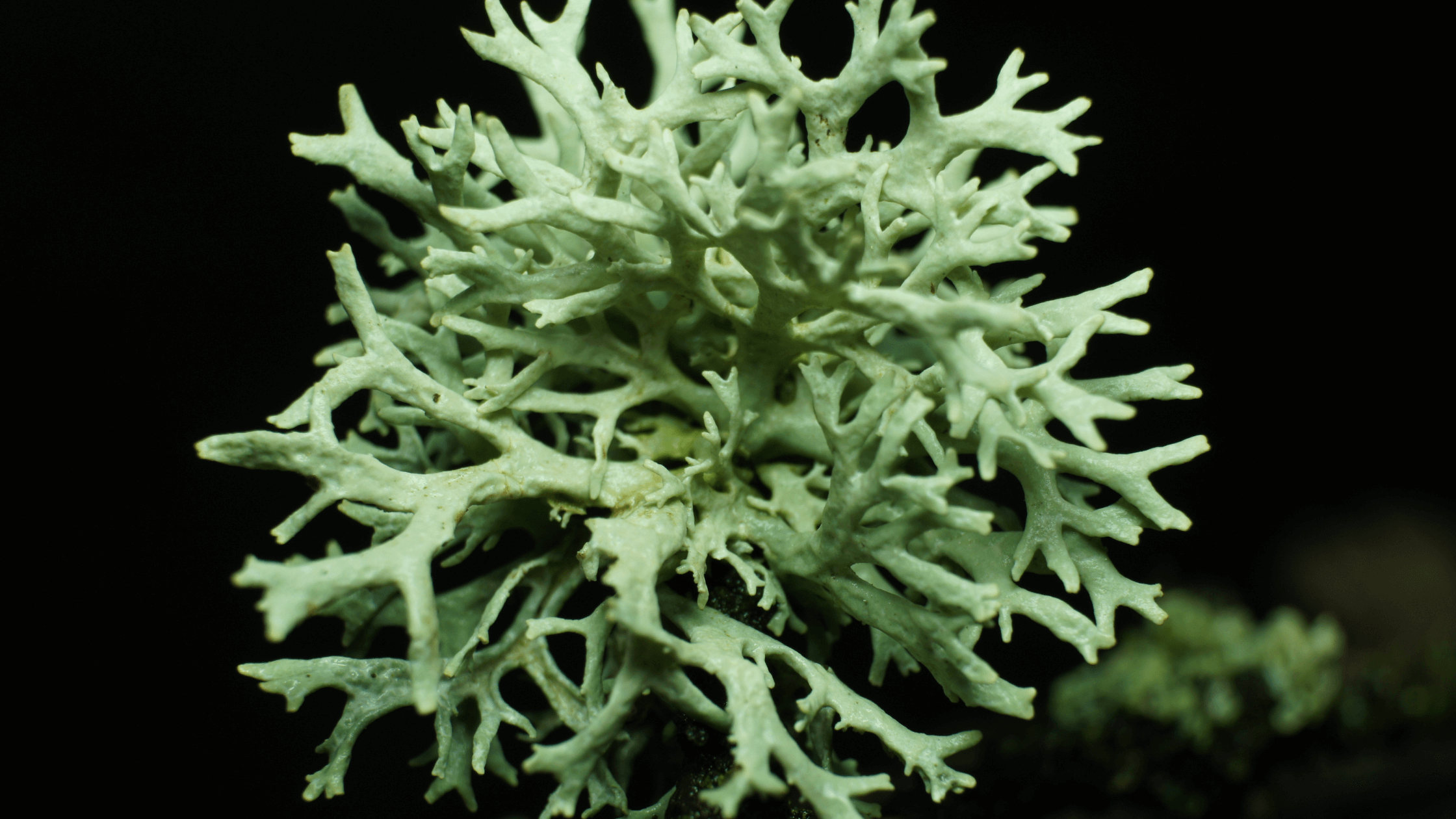 Lichen 5 Lichen growth