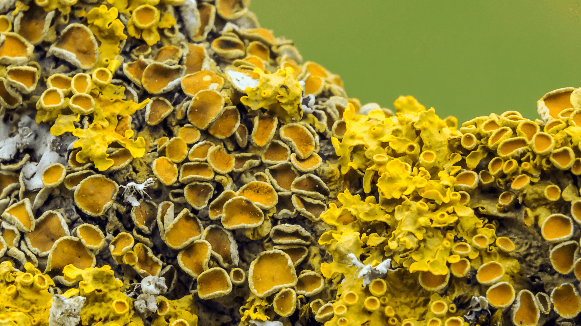 Lichen 6 Lichen 6