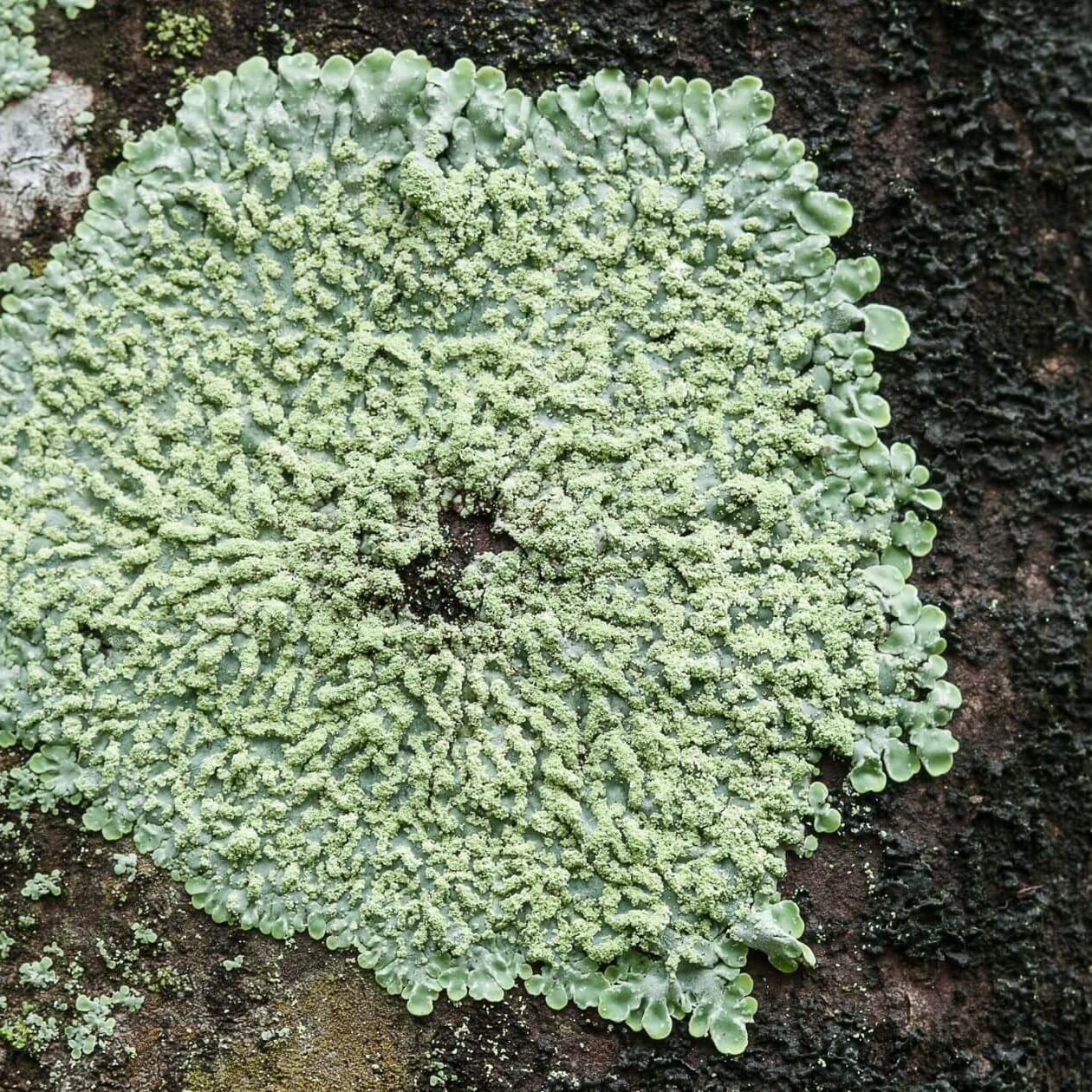 Lichen 2
