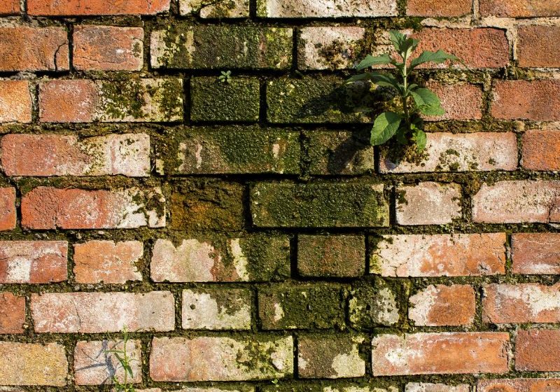Mould pressure washing (3) mould on brickwork